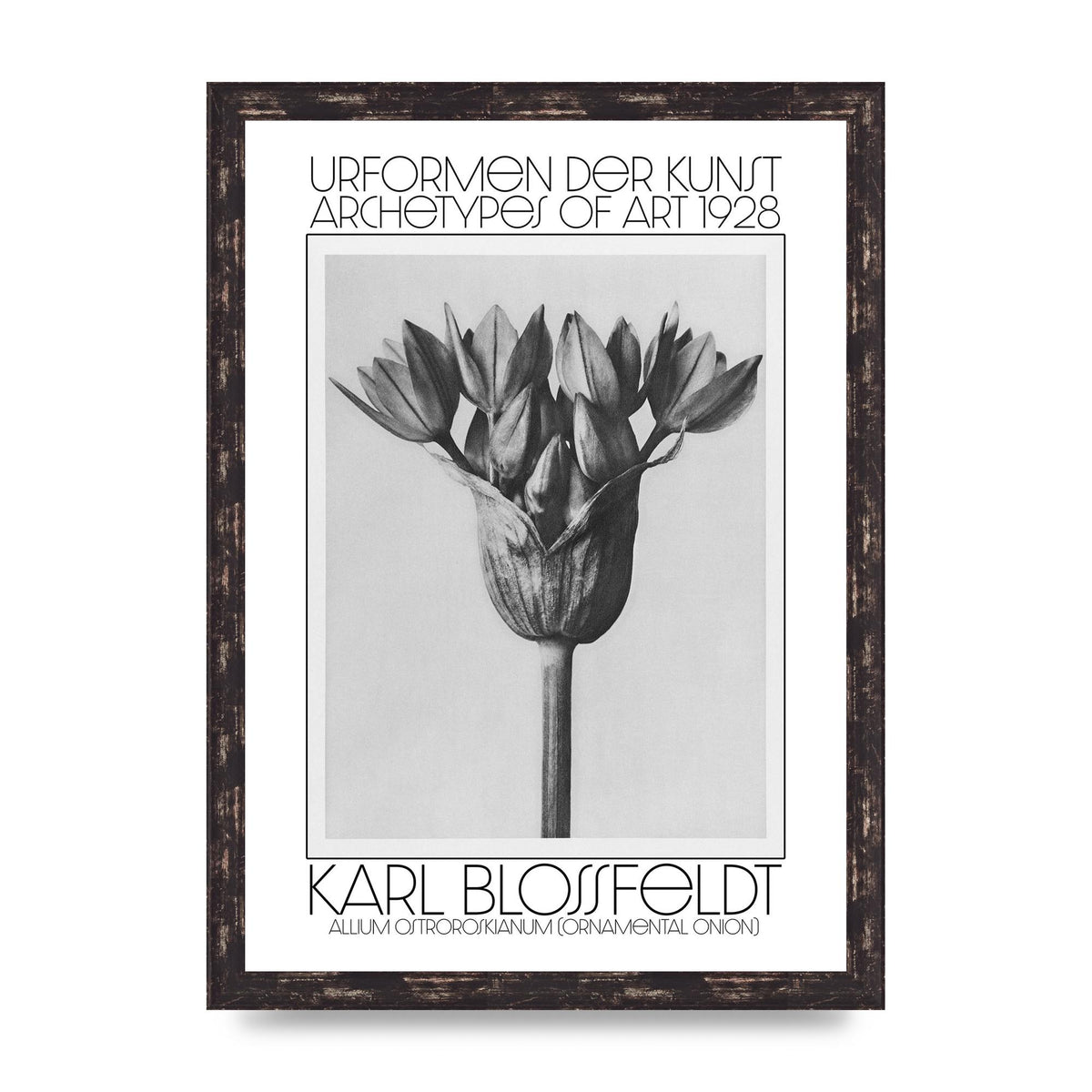 Karl Blossfeldt Urformen Der Kunst 1928 Allium Ostroroskianum Ornamental Onion Printed Poster - A3 framed