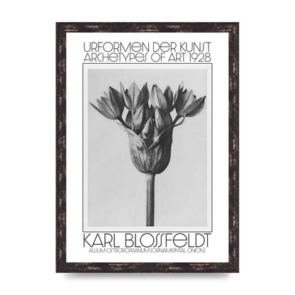 Karl Blossfeldt Urformen Der Kunst 1928 Allium Ostroroskianum Ornamental Onion Printed Poster - A3 framed