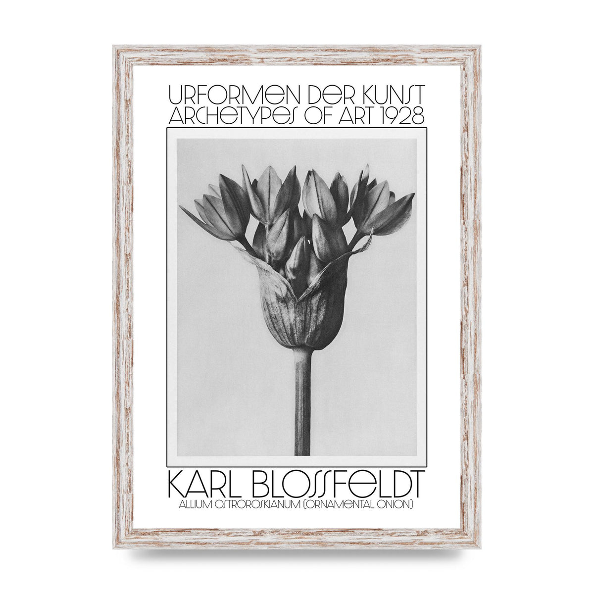 Karl Blossfeldt Urformen Der Kunst 1928 Allium Ostroroskianum Ornamental Onion Printed Poster - A3 framed