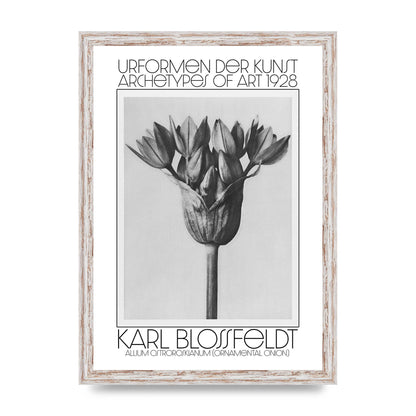 Karl Blossfeldt Urformen Der Kunst 1928 Allium Ostroroskianum Ornamental Onion Printed Poster - A3 framed