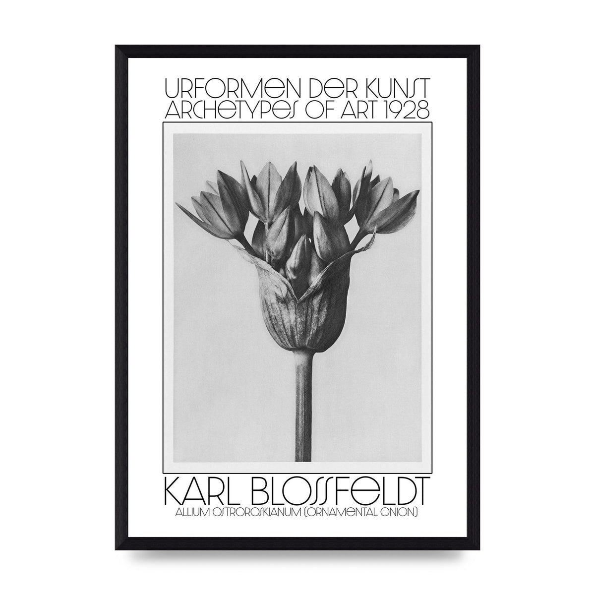 Karl Blossfeldt Urformen Der Kunst 1928 Allium Ostroroskianum Ornamental Onion Printed Poster - A3 framed