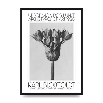 Karl Blossfeldt Urformen Der Kunst 1928 Allium Ostroroskianum Ornamental Onion Printed Poster - A3 framed