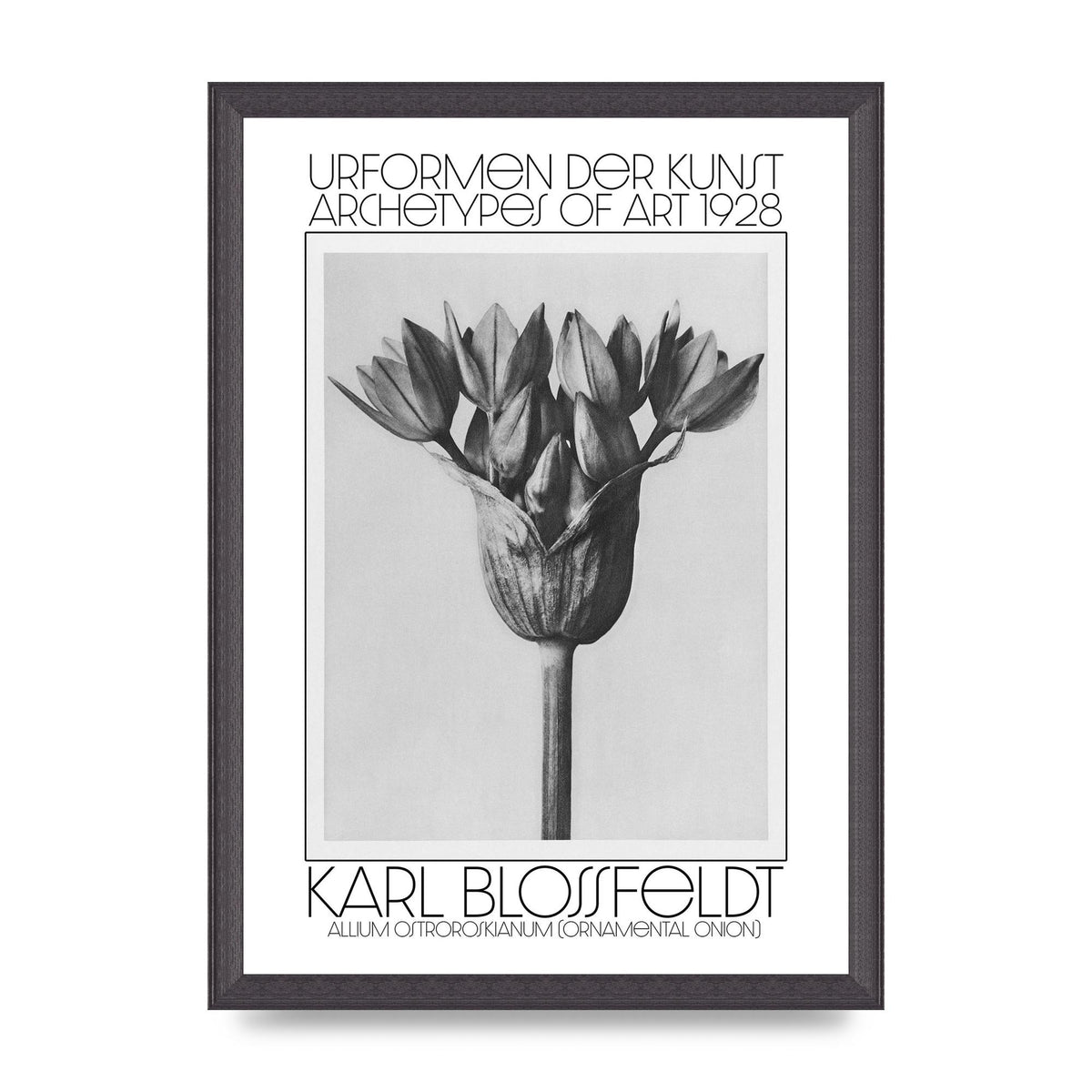 Karl Blossfeldt Urformen Der Kunst 1928 Allium Ostroroskianum Ornamental Onion Printed Poster - A3 framed