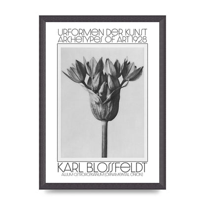 Karl Blossfeldt Urformen Der Kunst 1928 Allium Ostroroskianum Ornamental Onion Printed Poster - A3 framed