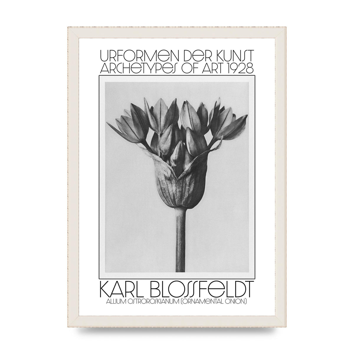 Karl Blossfeldt Urformen Der Kunst 1928 Allium Ostroroskianum Ornamental Onion Printed Poster - A3 framed
