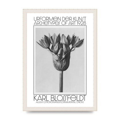 Karl Blossfeldt Urformen Der Kunst 1928 Allium Ostroroskianum Ornamental Onion Printed Poster - A3 framed