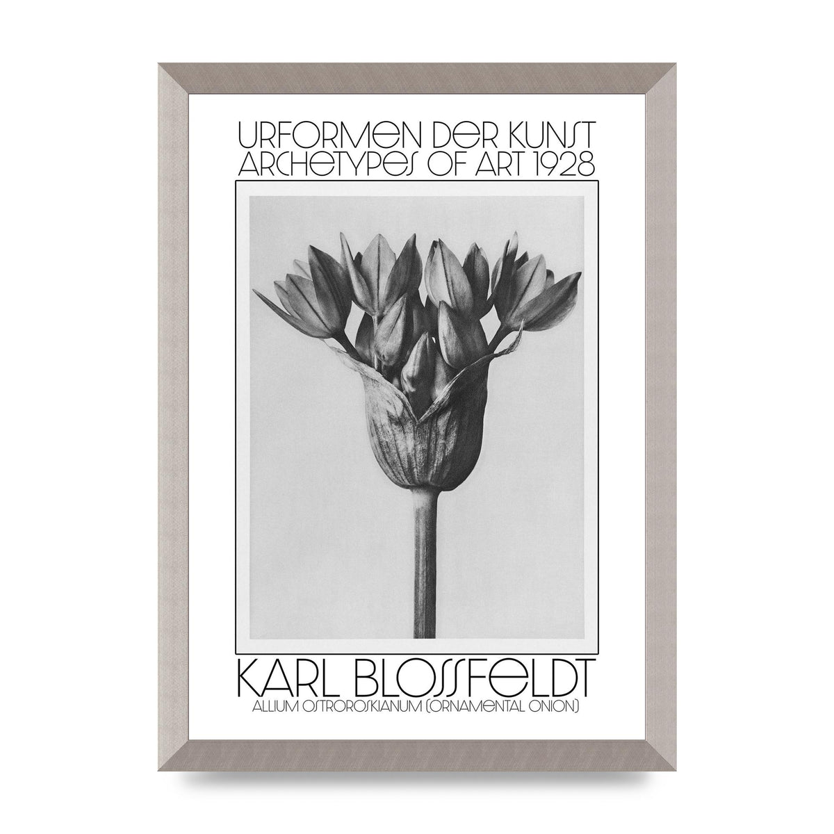 Karl Blossfeldt Urformen Der Kunst 1928 Allium Ostroroskianum Ornamental Onion Printed Poster - A3 framed