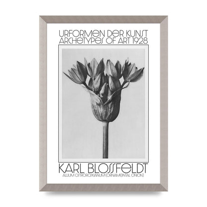 Karl Blossfeldt Urformen Der Kunst 1928 Allium Ostroroskianum Ornamental Onion Printed Poster - A3 framed