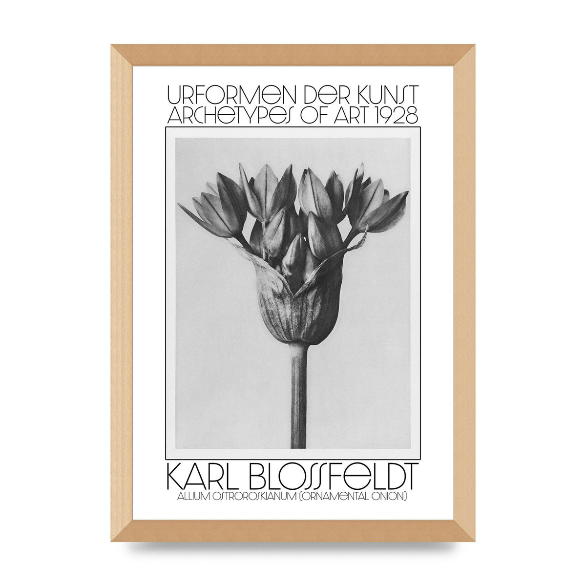 Karl Blossfeldt Urformen Der Kunst 1928 Allium Ostroroskianum Ornamental Onion Printed Poster - A3 framed