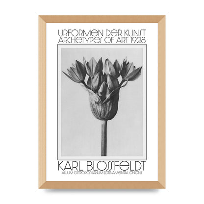 Karl Blossfeldt Urformen Der Kunst 1928 Allium Ostroroskianum Ornamental Onion Printed Poster - A3 framed