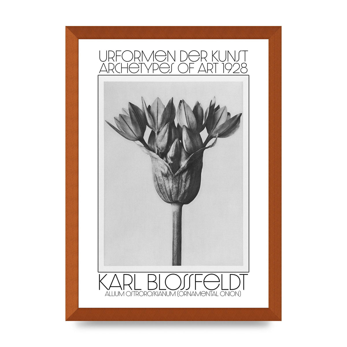 Karl Blossfeldt Urformen Der Kunst 1928 Allium Ostroroskianum Ornamental Onion Printed Poster - A3 framed