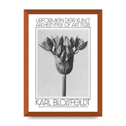 Karl Blossfeldt Urformen Der Kunst 1928 Allium Ostroroskianum Ornamental Onion Printed Poster - A3 framed