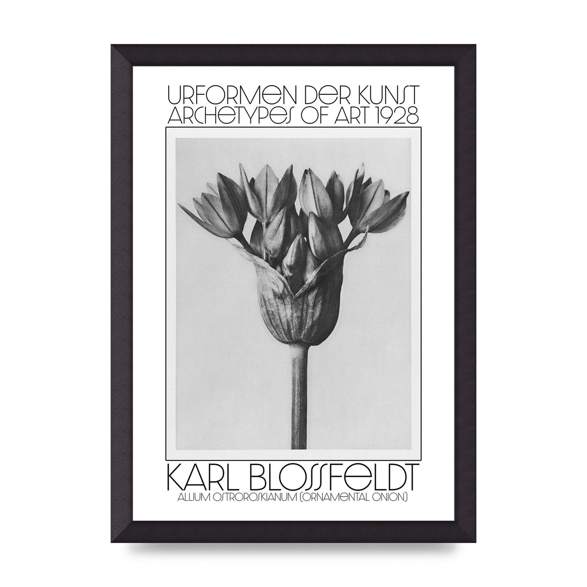 Karl Blossfeldt Urformen Der Kunst 1928 Allium Ostroroskianum Ornamental Onion Printed Poster - A3 framed