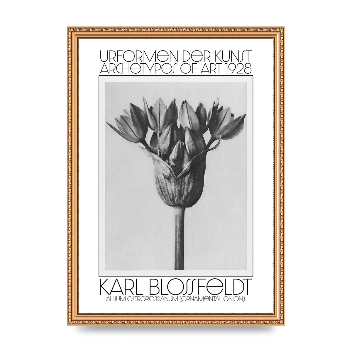 Karl Blossfeldt Urformen Der Kunst 1928 Allium Ostroroskianum Ornamental Onion Printed Poster - A3 framed