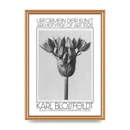 Karl Blossfeldt Urformen Der Kunst 1928 Allium Ostroroskianum Ornamental Onion Printed Poster - A3 framed
