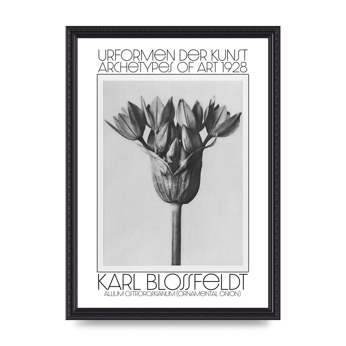 Karl Blossfeldt Urformen Der Kunst 1928 Allium Ostroroskianum Ornamental Onion Printed Poster - A3 framed