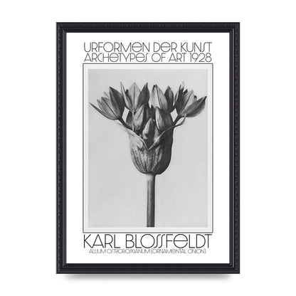 Karl Blossfeldt Urformen Der Kunst 1928 Allium Ostroroskianum Ornamental Onion Printed Poster - A3 framed