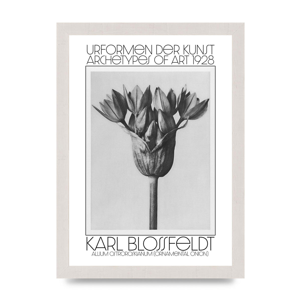 Karl Blossfeldt Urformen Der Kunst 1928 Allium Ostroroskianum Ornamental Onion Printed Poster - A4 framed