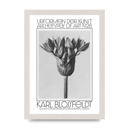Karl Blossfeldt Urformen Der Kunst 1928 Allium Ostroroskianum Ornamental Onion Printed Poster - A4 framed