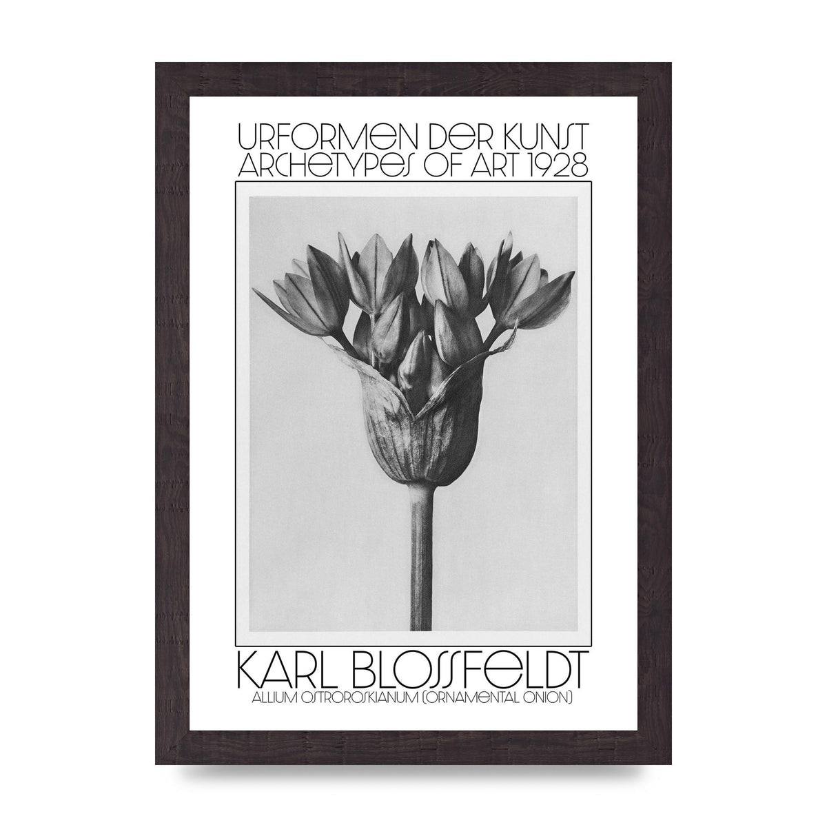 Karl Blossfeldt Urformen Der Kunst 1928 Allium Ostroroskianum Ornamental Onion Printed Poster - A4 framed