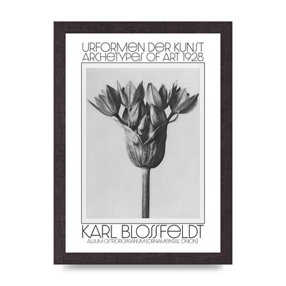 Karl Blossfeldt Urformen Der Kunst 1928 Allium Ostroroskianum Ornamental Onion Printed Poster - A4 framed