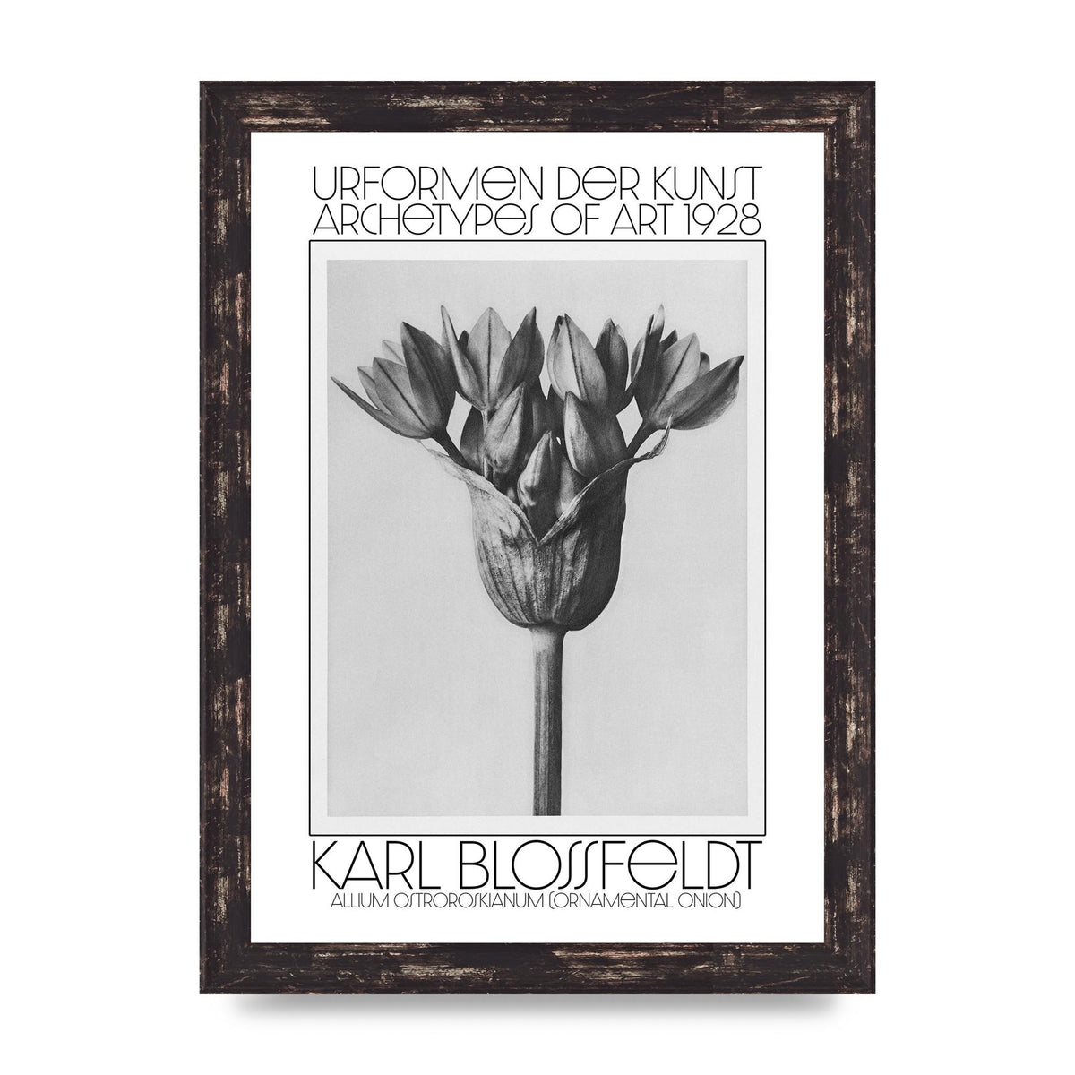 Karl Blossfeldt Urformen Der Kunst 1928 Allium Ostroroskianum Ornamental Onion Printed Poster - A4 framed