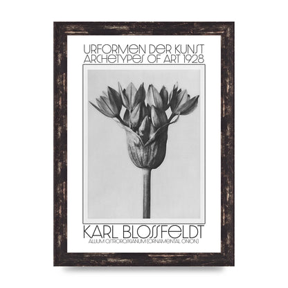 Karl Blossfeldt Urformen Der Kunst 1928 Allium Ostroroskianum Ornamental Onion Printed Poster - A4 framed