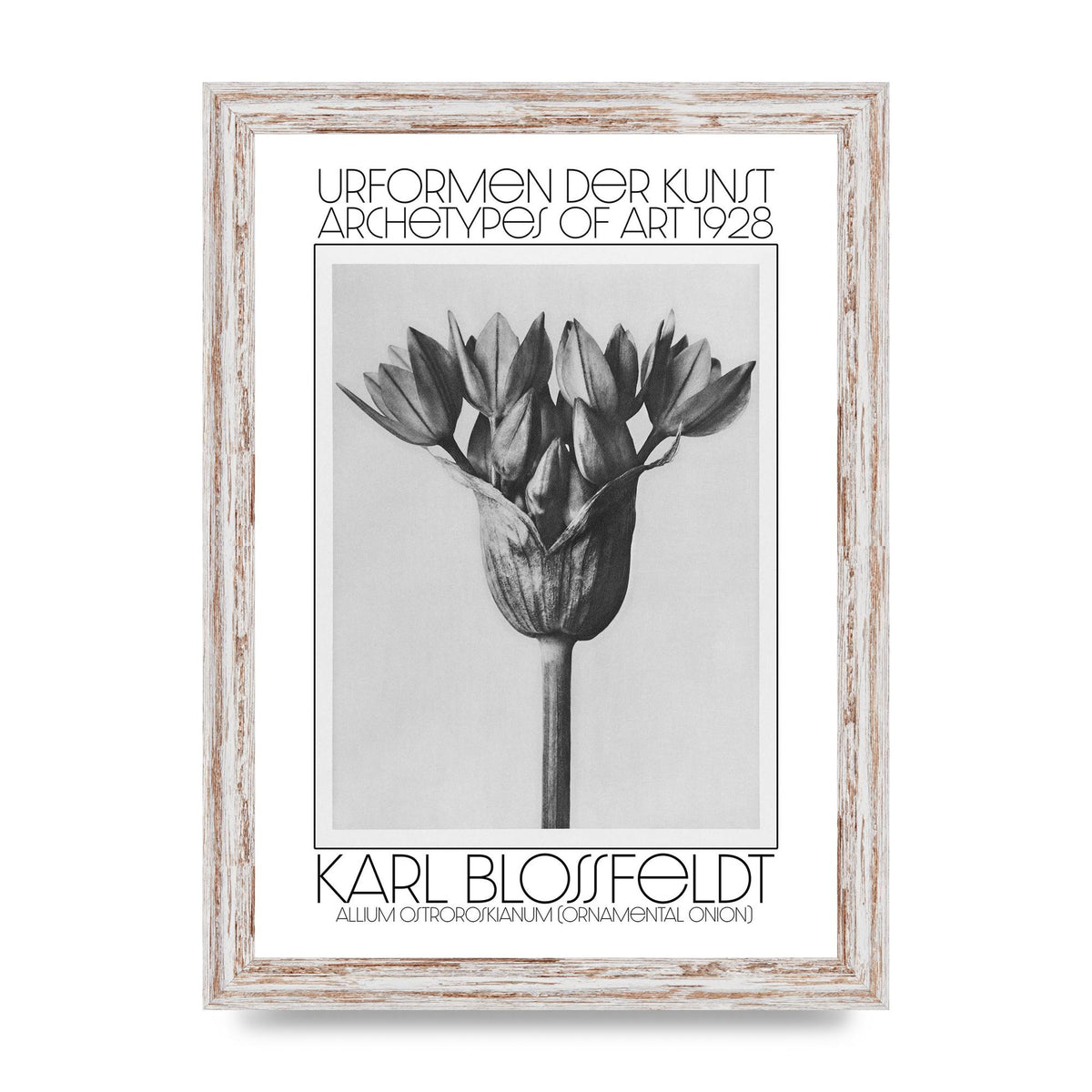 Karl Blossfeldt Urformen Der Kunst 1928 Allium Ostroroskianum Ornamental Onion Printed Poster - A4 framed