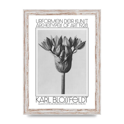 Karl Blossfeldt Urformen Der Kunst 1928 Allium Ostroroskianum Ornamental Onion Printed Poster - A4 framed