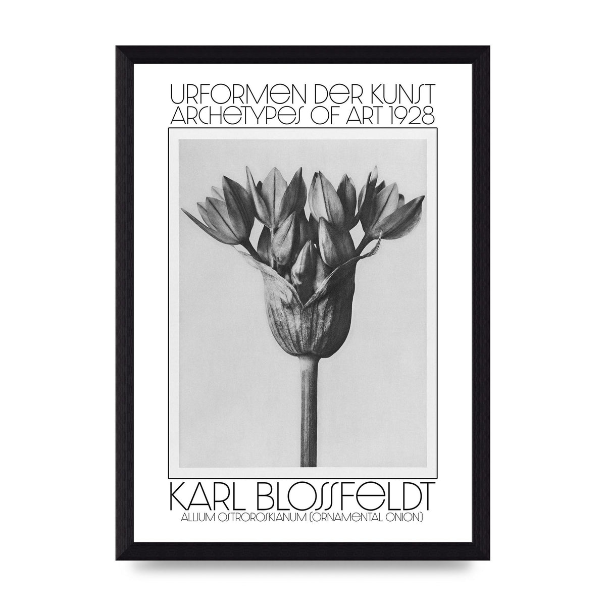Karl Blossfeldt Urformen Der Kunst 1928 Allium Ostroroskianum Ornamental Onion Printed Poster - A4 framed
