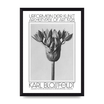 Karl Blossfeldt Urformen Der Kunst 1928 Allium Ostroroskianum Ornamental Onion Printed Poster - A4 framed