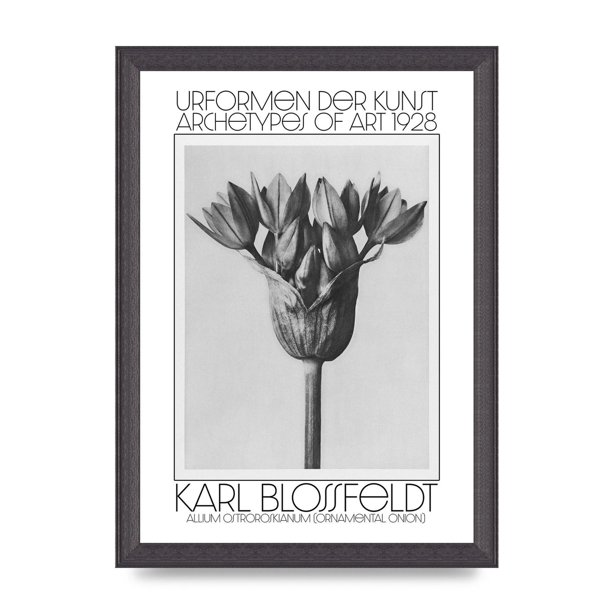 Karl Blossfeldt Urformen Der Kunst 1928 Allium Ostroroskianum Ornamental Onion Printed Poster - A4 framed