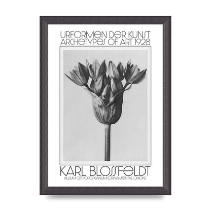 Karl Blossfeldt Urformen Der Kunst 1928 Allium Ostroroskianum Ornamental Onion Printed Poster - A4 framed
