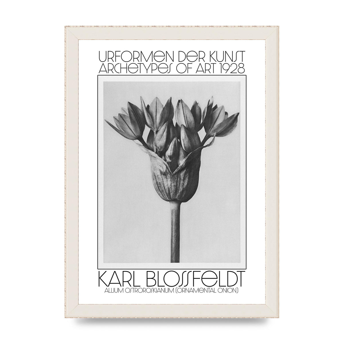 Karl Blossfeldt Urformen Der Kunst 1928 Allium Ostroroskianum Ornamental Onion Printed Poster - A4 framed
