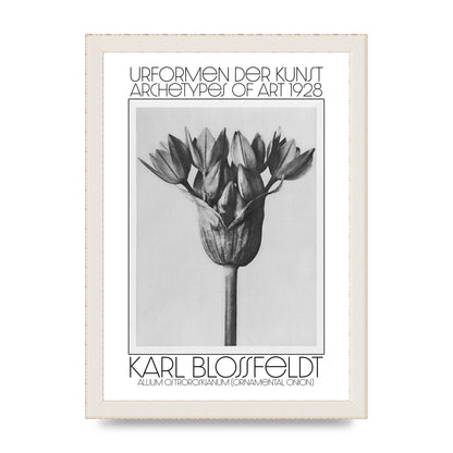 Karl Blossfeldt Urformen Der Kunst 1928 Allium Ostroroskianum Ornamental Onion Printed Poster - A4 framed