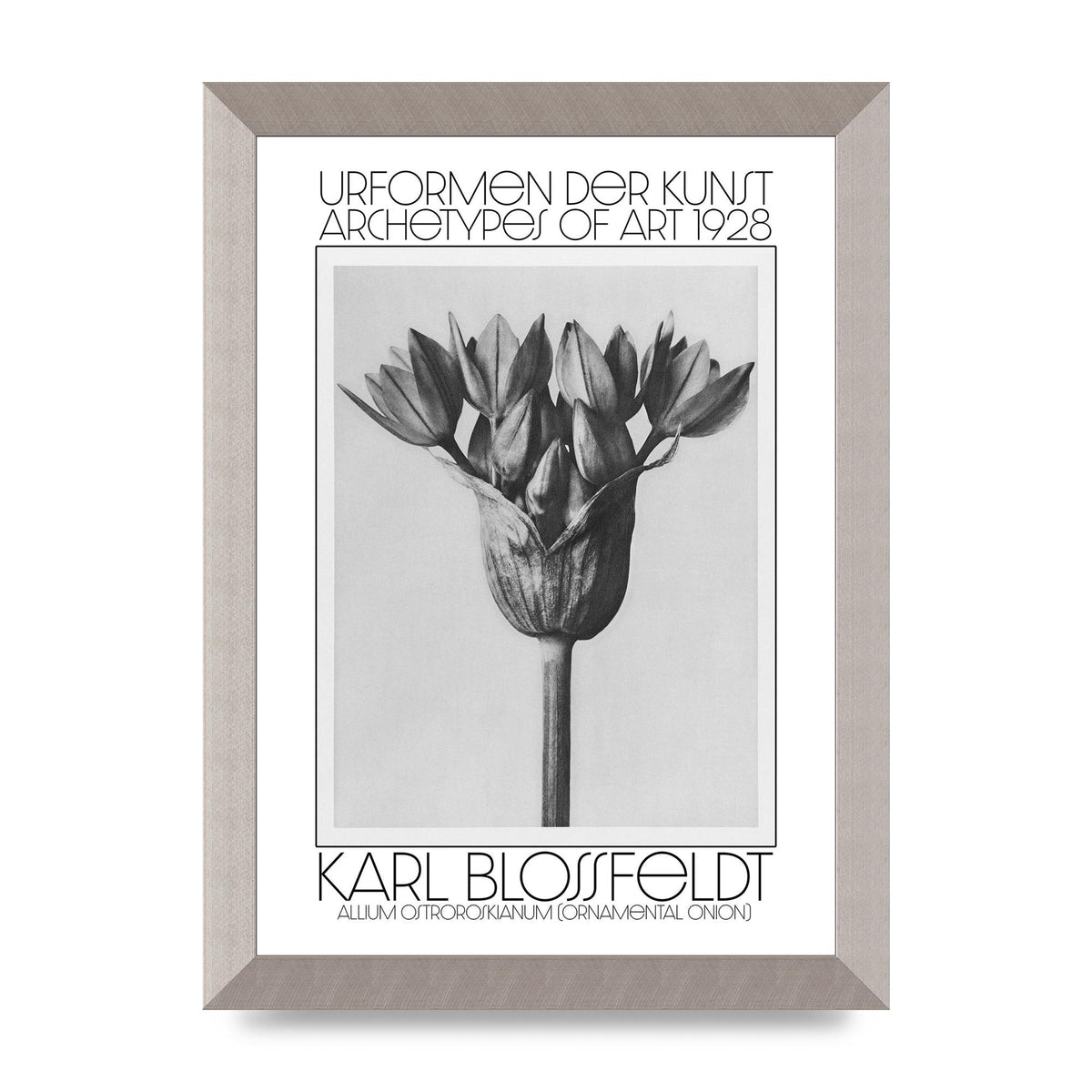 Karl Blossfeldt Urformen Der Kunst 1928 Allium Ostroroskianum Ornamental Onion Printed Poster - A4 framed