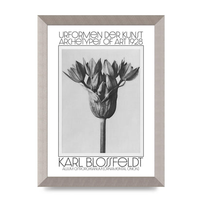 Karl Blossfeldt Urformen Der Kunst 1928 Allium Ostroroskianum Ornamental Onion Printed Poster - A4 framed