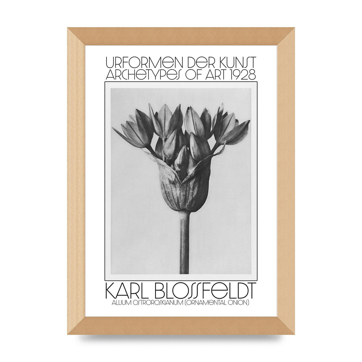 Karl Blossfeldt Urformen Der Kunst 1928 Allium Ostroroskianum Ornamental Onion Printed Poster - A4 framed