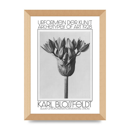 Karl Blossfeldt Urformen Der Kunst 1928 Allium Ostroroskianum Ornamental Onion Printed Poster - A4 framed