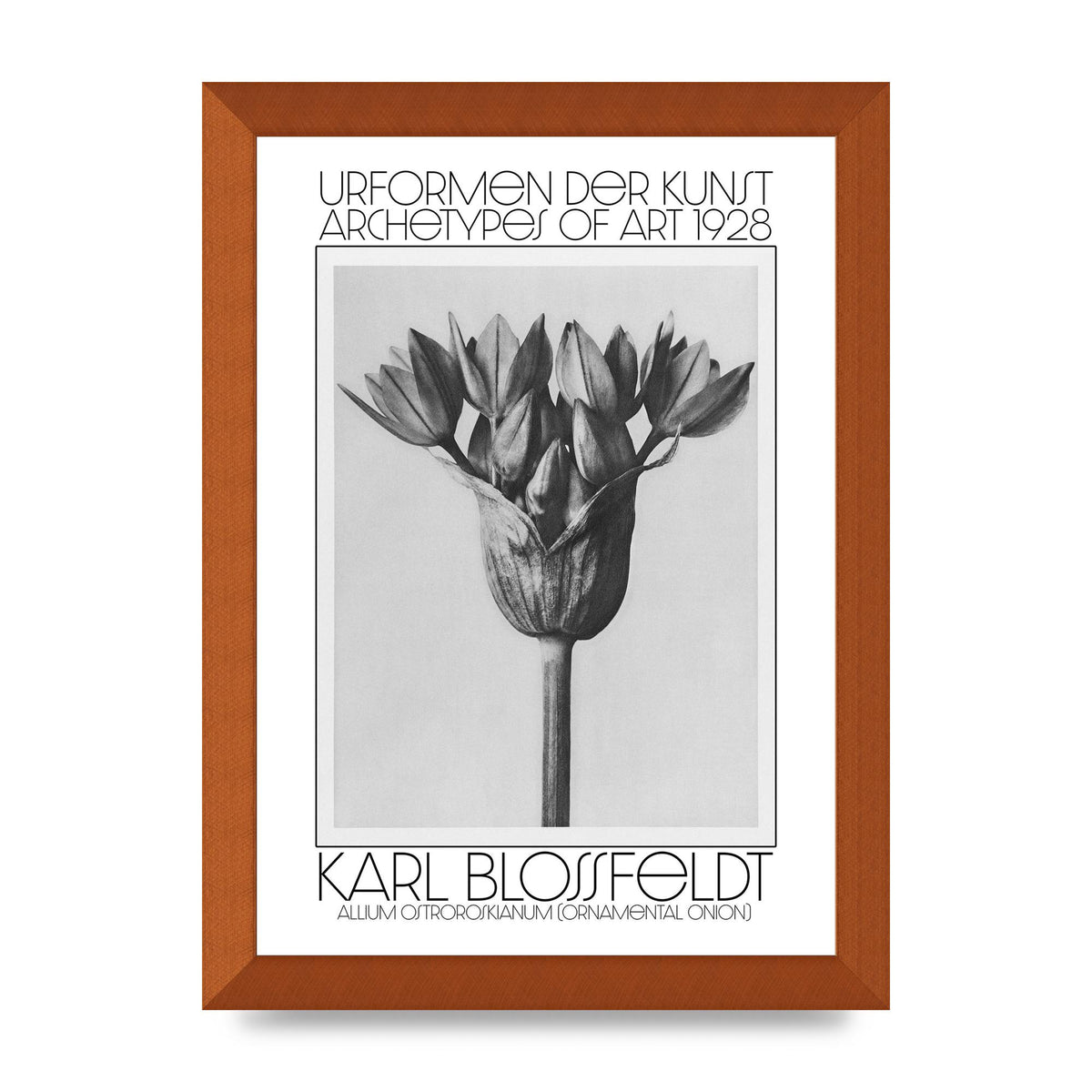 Karl Blossfeldt Urformen Der Kunst 1928 Allium Ostroroskianum Ornamental Onion Printed Poster - A4 framed