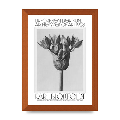 Karl Blossfeldt Urformen Der Kunst 1928 Allium Ostroroskianum Ornamental Onion Printed Poster - A4 framed