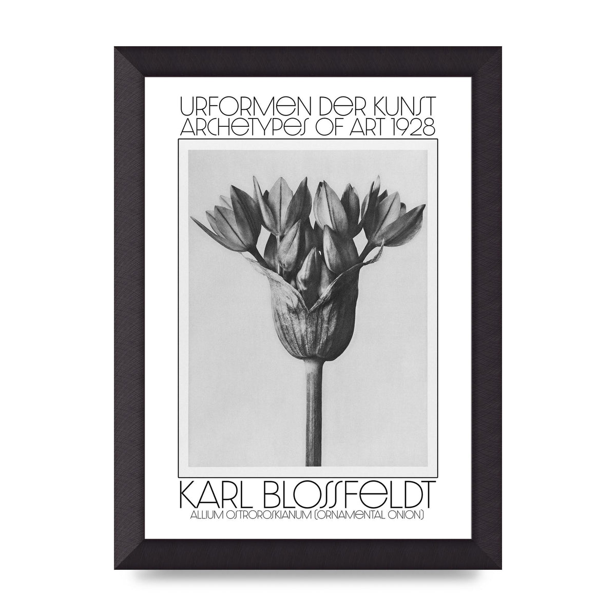Karl Blossfeldt Urformen Der Kunst 1928 Allium Ostroroskianum Ornamental Onion Printed Poster - A4 framed