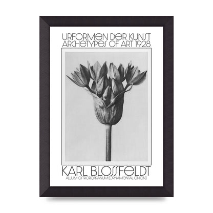 Karl Blossfeldt Urformen Der Kunst 1928 Allium Ostroroskianum Ornamental Onion Printed Poster - A4 framed