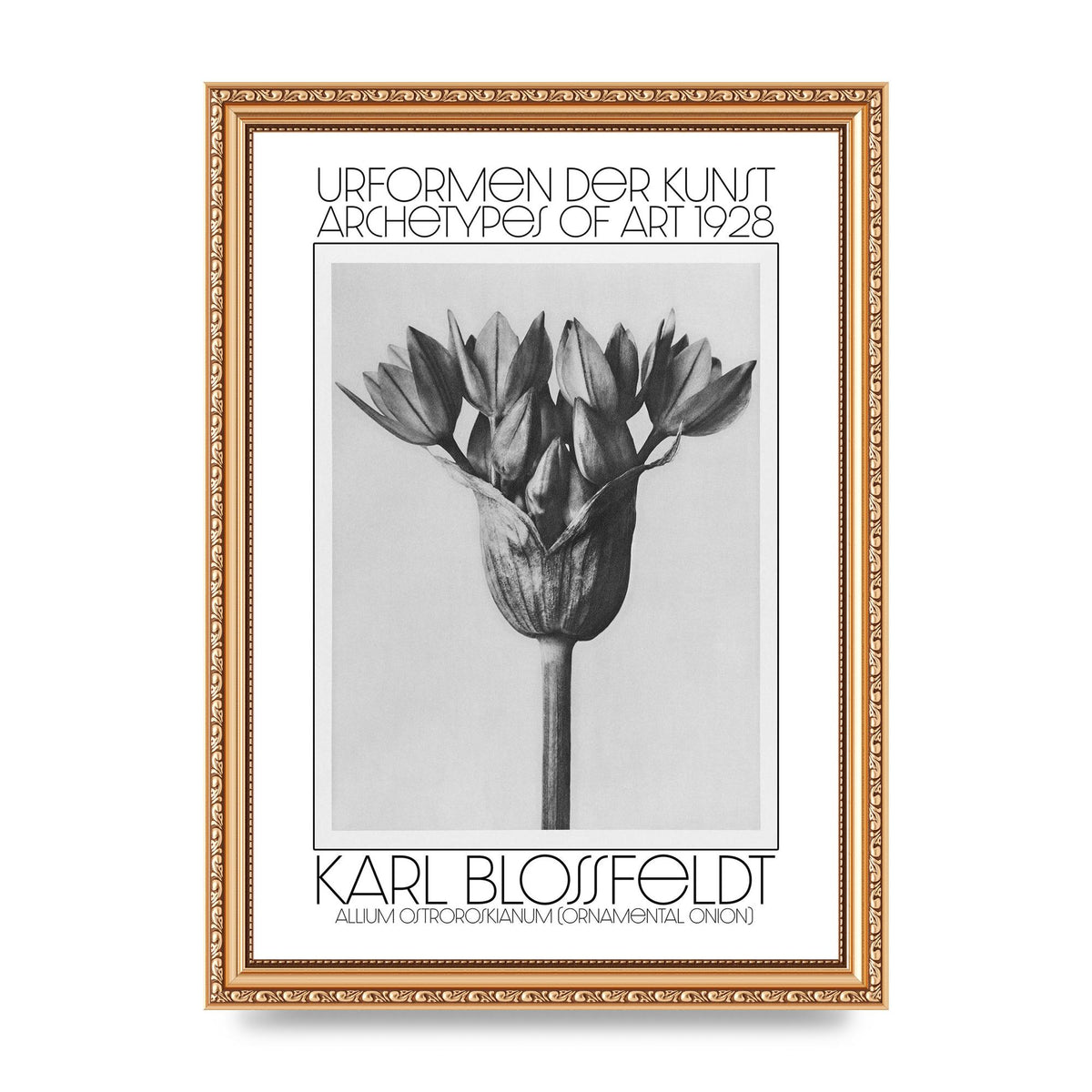 Karl Blossfeldt Urformen Der Kunst 1928 Allium Ostroroskianum Ornamental Onion Printed Poster - A4 framed