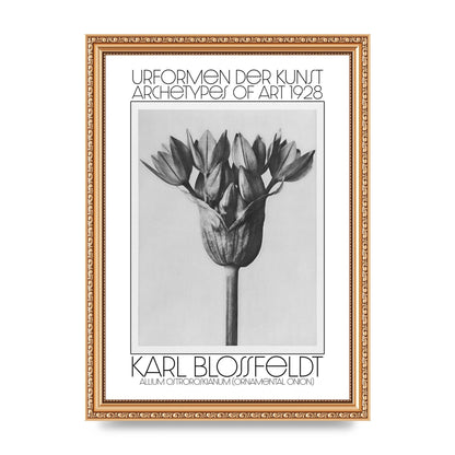 Karl Blossfeldt Urformen Der Kunst 1928 Allium Ostroroskianum Ornamental Onion Printed Poster - A4 framed