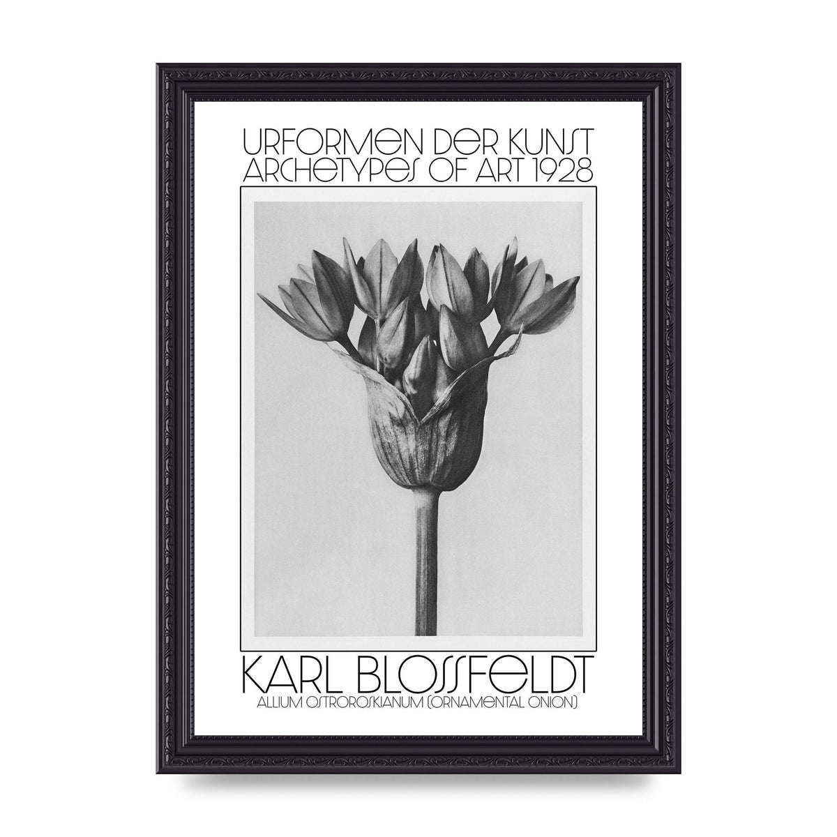 Karl Blossfeldt Urformen Der Kunst 1928 Allium Ostroroskianum Ornamental Onion Printed Poster - A4 framed