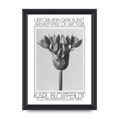 Karl Blossfeldt Urformen Der Kunst 1928 Allium Ostroroskianum Ornamental Onion Printed Poster - A4 framed