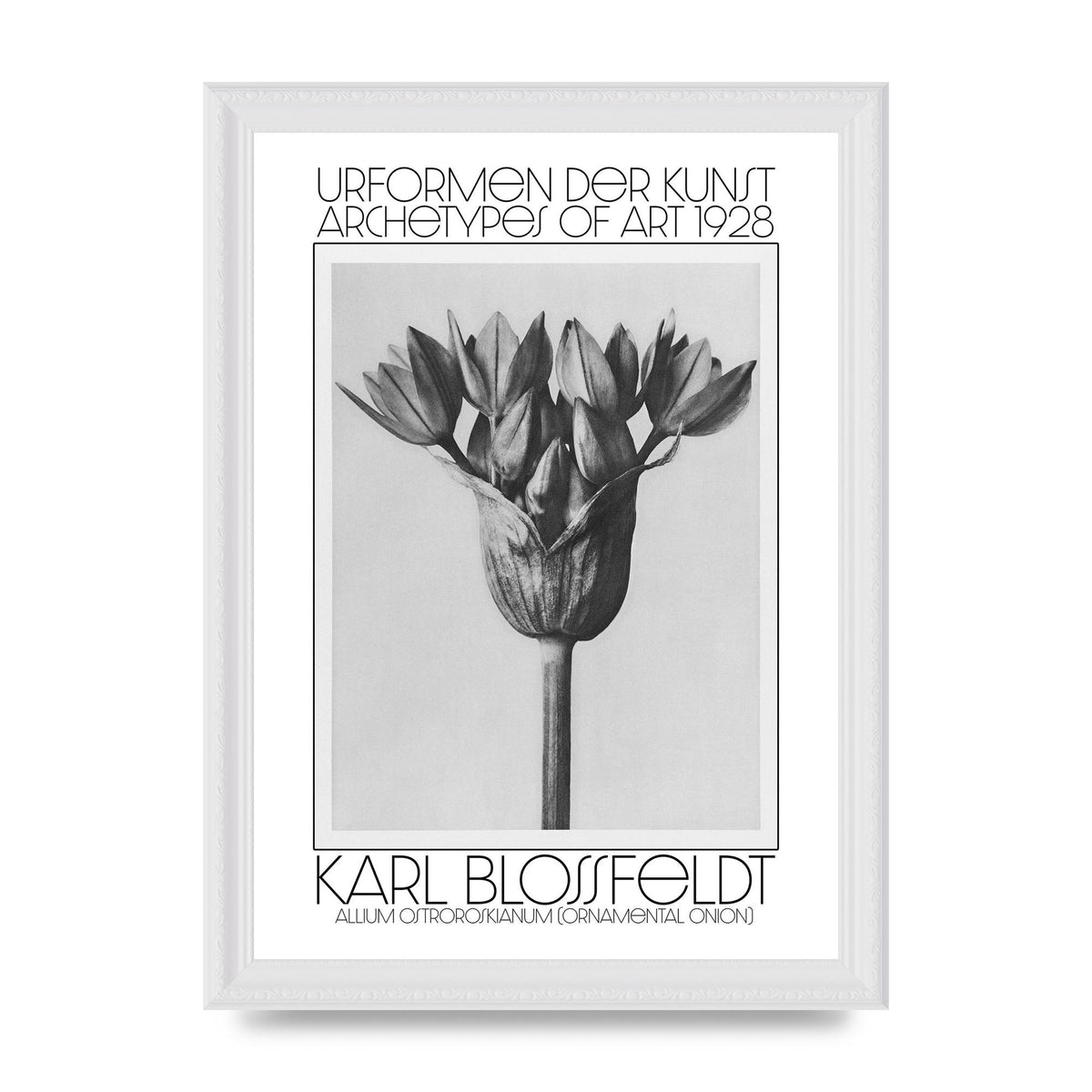 Karl Blossfeldt Urformen Der Kunst 1928 Allium Ostroroskianum Ornamental Onion Printed Poster - A4 framed