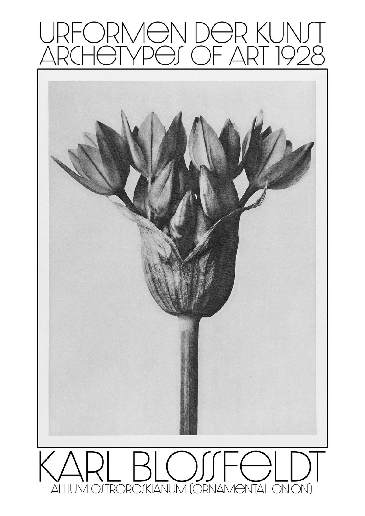 Karl Blossfeldt Urformen Der Kunst 1928 Allium Ostroroskianum Ornamental Onion Printed Poster - detail
