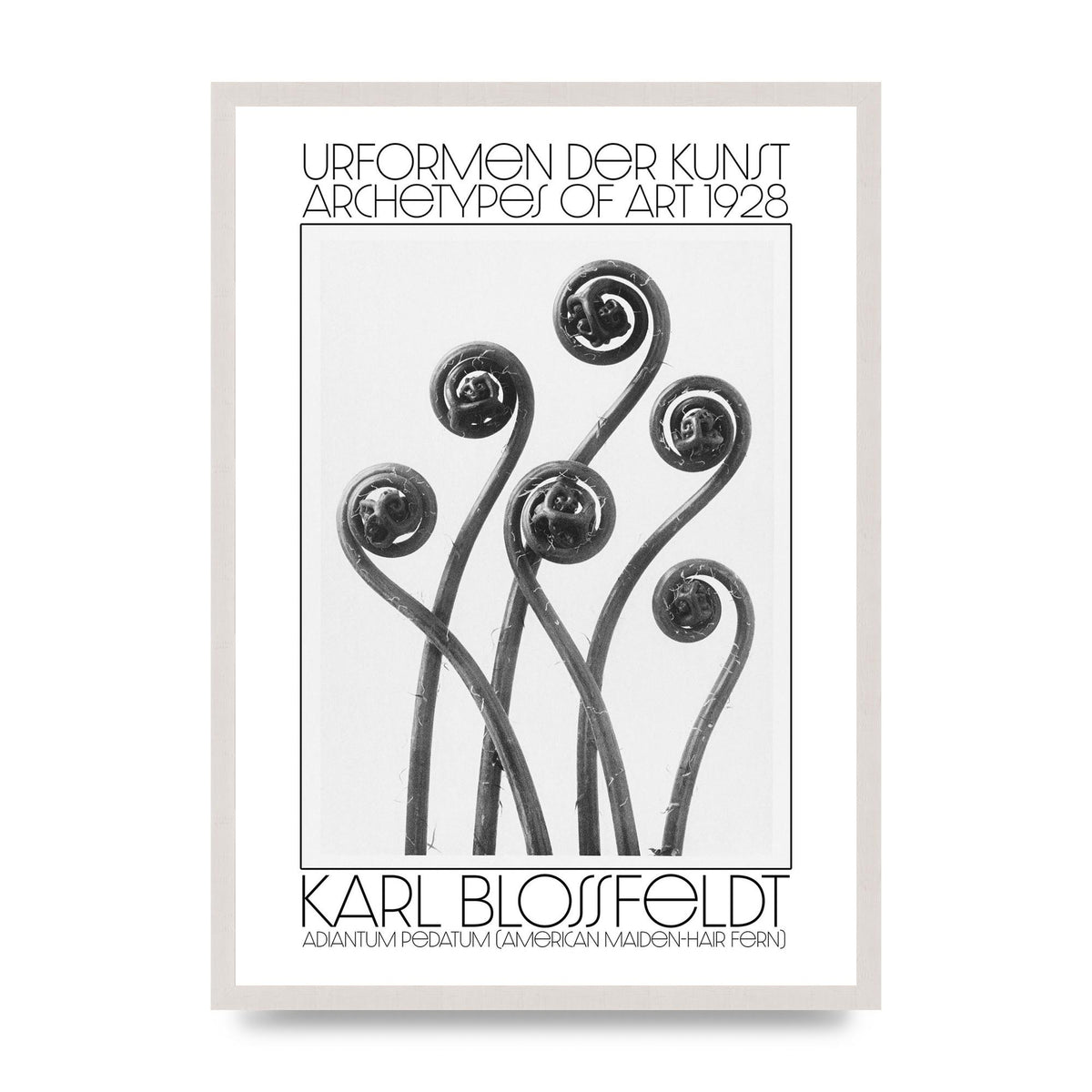 Karl Blossfeldt Urformen Der Kunst 1928 Adiantum Pedatum American Maiden Hair Fern Wall Art - A2 framed
